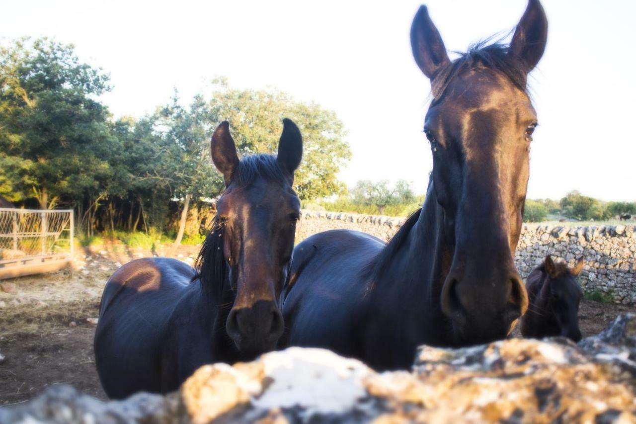 Trulli Sul Vignale In Masseria Santalachicca مارتينا فرانكا المظهر الخارجي الصورة